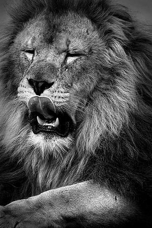 Lion Draganizer b&w