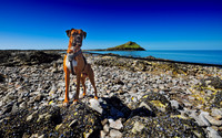 Rhossili and Worms Head April 2014-104