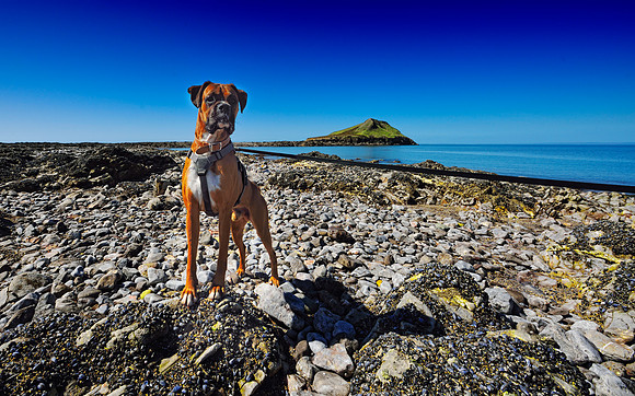 Rhossili and Worms Head April 2014-104
