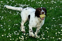 Longford park 5th May 2013-44