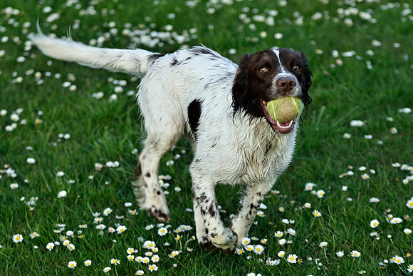 Longford park 5th May 2013-44