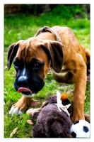 Brewster very first photos-20