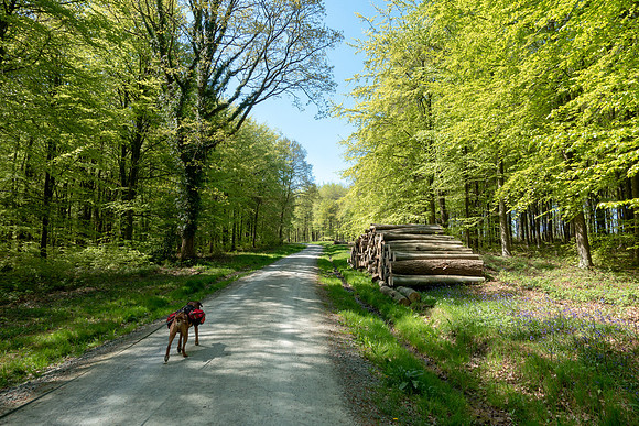 Plenty wood mega camp May 2018-3