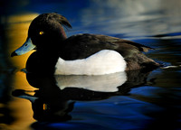 Slough_2009_01_06_31_.jpg
