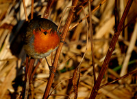 Slough_2009_01_06_24_.jpg