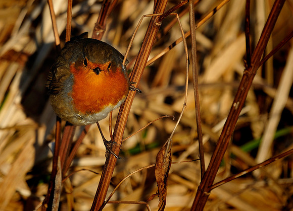 Slough_2009_01_06_24_.jpg