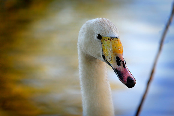 slough_20080715_10.jpg