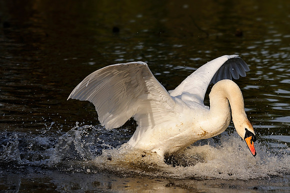Slough_20080503_37.jpg
