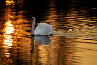 Slough and new l_20080507_97.jpg