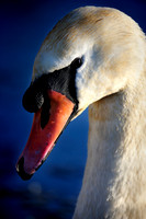 Slough_2009_01_06_33_.jpg