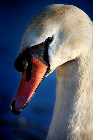 Slough_2009_01_06_33_.jpg