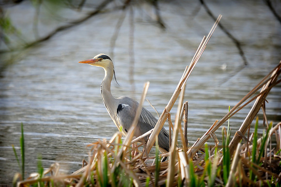 Slough_20080503_15.jpg