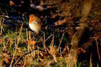 Slough_2009_01_06_16_.jpg