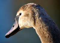 Slough_2009_01_06_43_.jpg