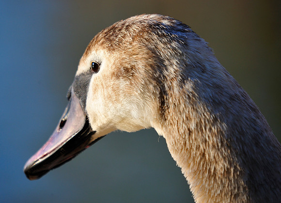Slough_2009_01_06_43_.jpg