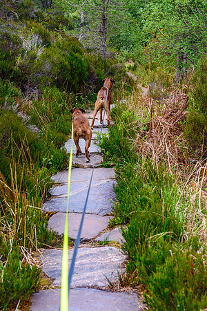 NC500 Day Three-271