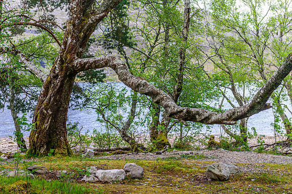 NC500 Day Three-240