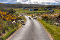 NC500 Day Five-554