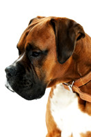 Brewster Photoshoot March 2014 b-9