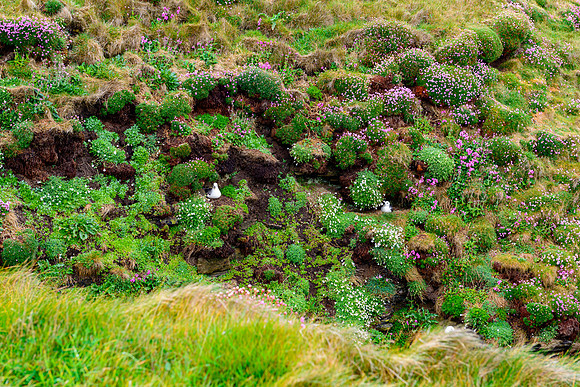 NC500 Day Seven-26