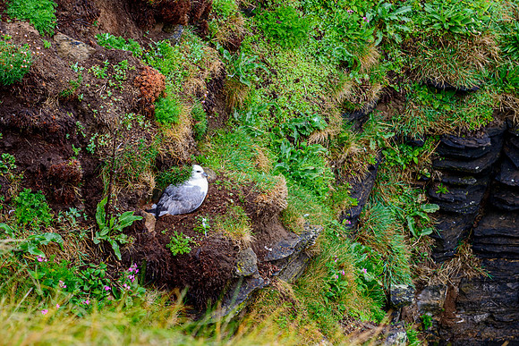 NC500 Day Seven-27