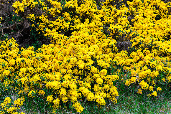 NC500 Day Seven-212