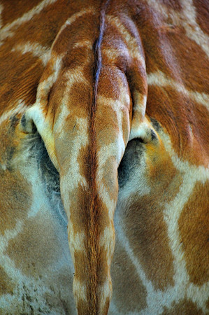 Twycross Zoo_20080507_92_.jpg