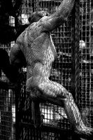 Twycross Zoo_20080507_7_.jpg