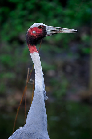 Twycross Zoo_20080507_207_.jpg