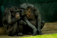 Twycross Zoo_20080507_115_.jpg