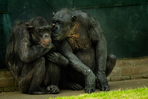 Twycross Zoo_20080507_115_.jpg