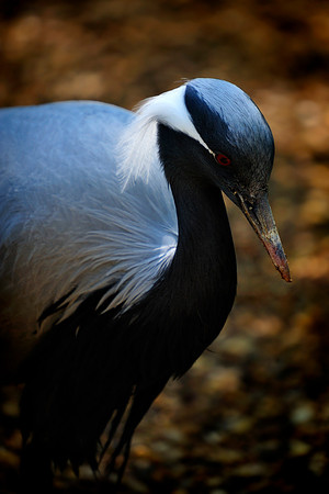 Twycross Zoo_20080507_219_.jpg