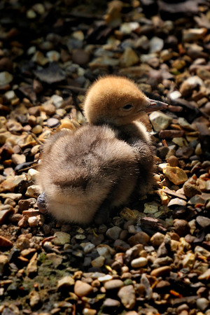 Twycross Zoo_20080507_217_.jpg