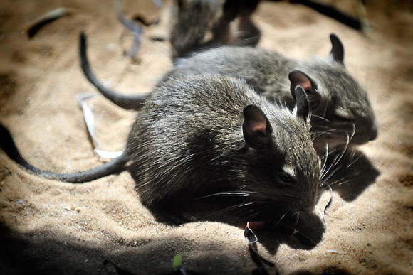 Twycross Zoo_20080507_33_.jpg