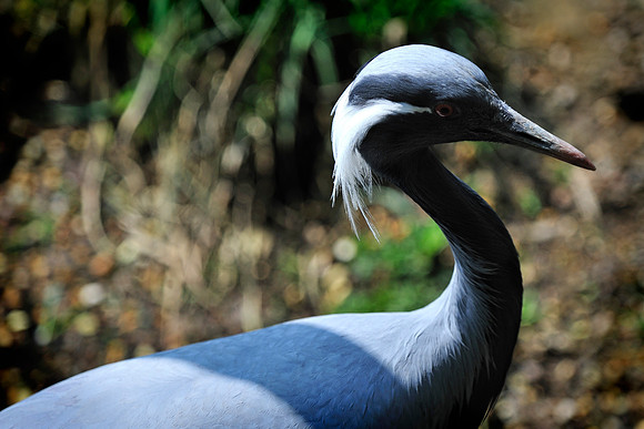 Twycross Zoo_20080507_41_.jpg