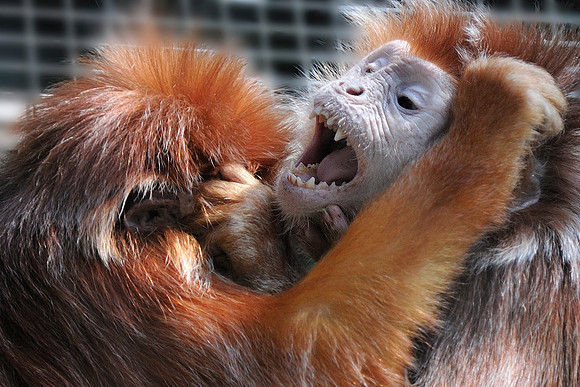 Twycross Zoo_20080507_5_.jpg