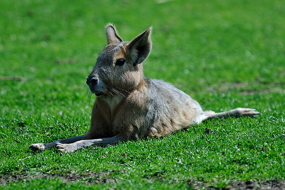 Twycross Zoo_20080507_127_.jpg