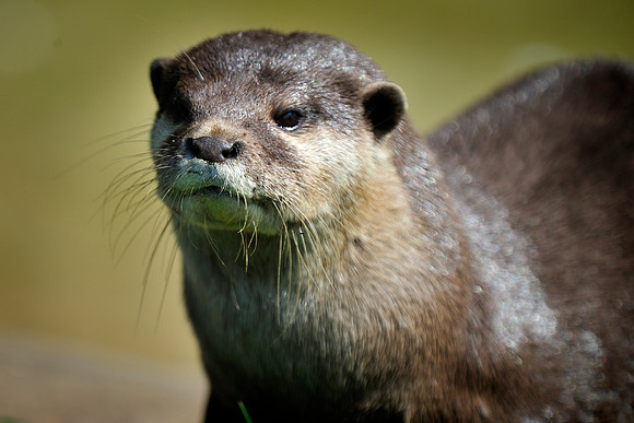 Twycross Zoo_20080507_118_.jpg