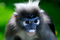 Twycross Zoo_20080507_145_.jpg