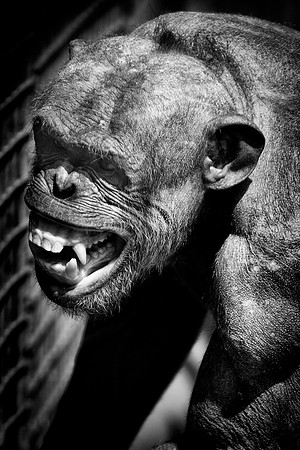 Twycross Zoo_20080507_23_bb.jpg