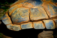 Twycross Zoo_20080507_100_.jpg