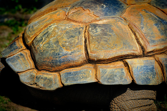 Twycross Zoo_20080507_100_.jpg