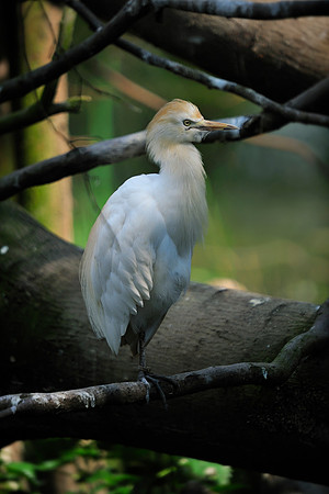 Twycross Zoo_20080507_216_.jpg