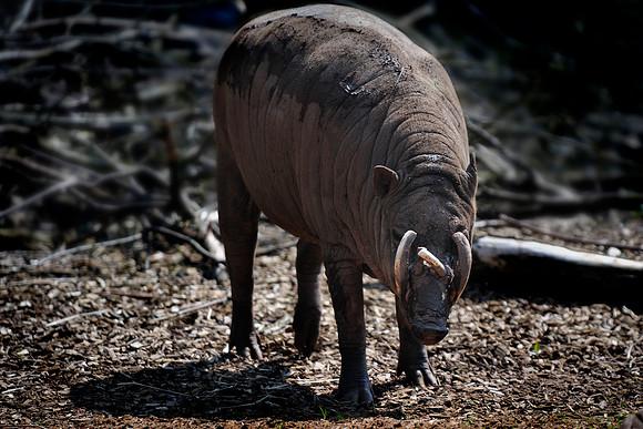Twycross Zoo_20080507_139_.jpg