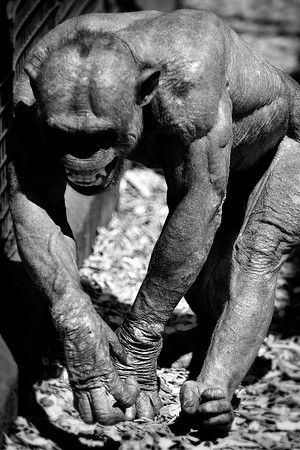 Twycross Zoo_20080507_20_.jpg