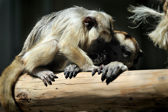 Twycross Zoo_20080507_87_.jpg
