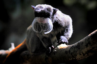 Twycross Zoo_20080507_96_.jpg