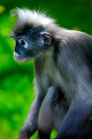 Twycross Zoo_20080507_146_.jpg