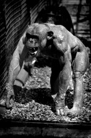 Twycross Zoo_20080507_25_.jpg