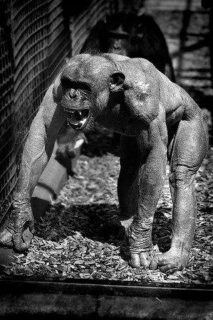 Twycross Zoo_20080507_25_.jpg